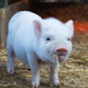 Meet your Posher, Helen